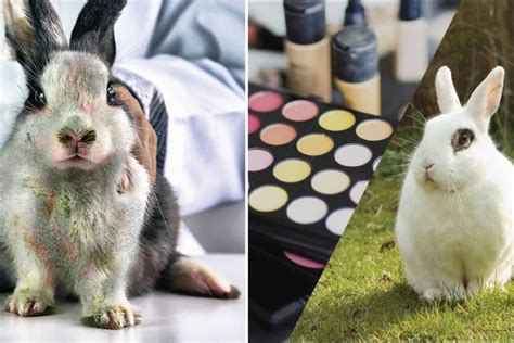 dolce gabbana animali testing|Animal Testing In Makeup and Cosmetics: Your Complete Guide.